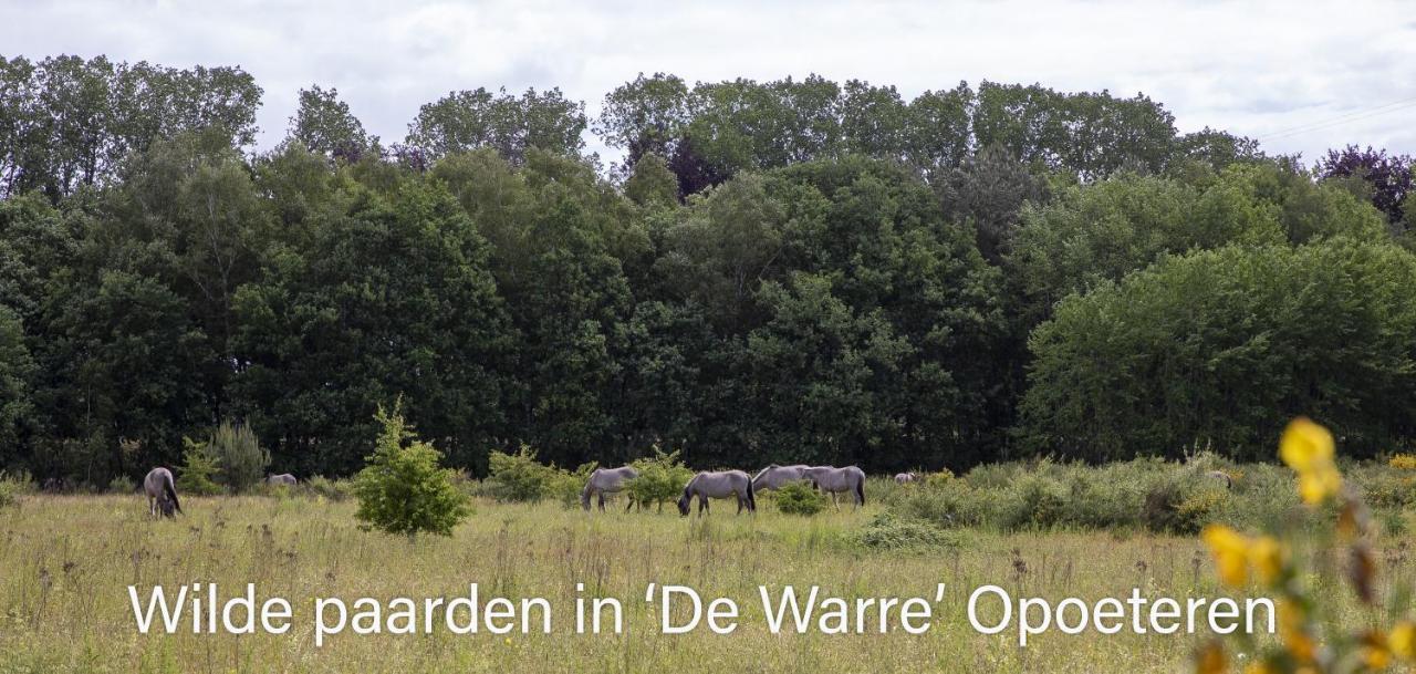 Vakantiewoning Heidebos In Het Nationaal Park Hoge Kempen Opglabbeek Kültér fotó