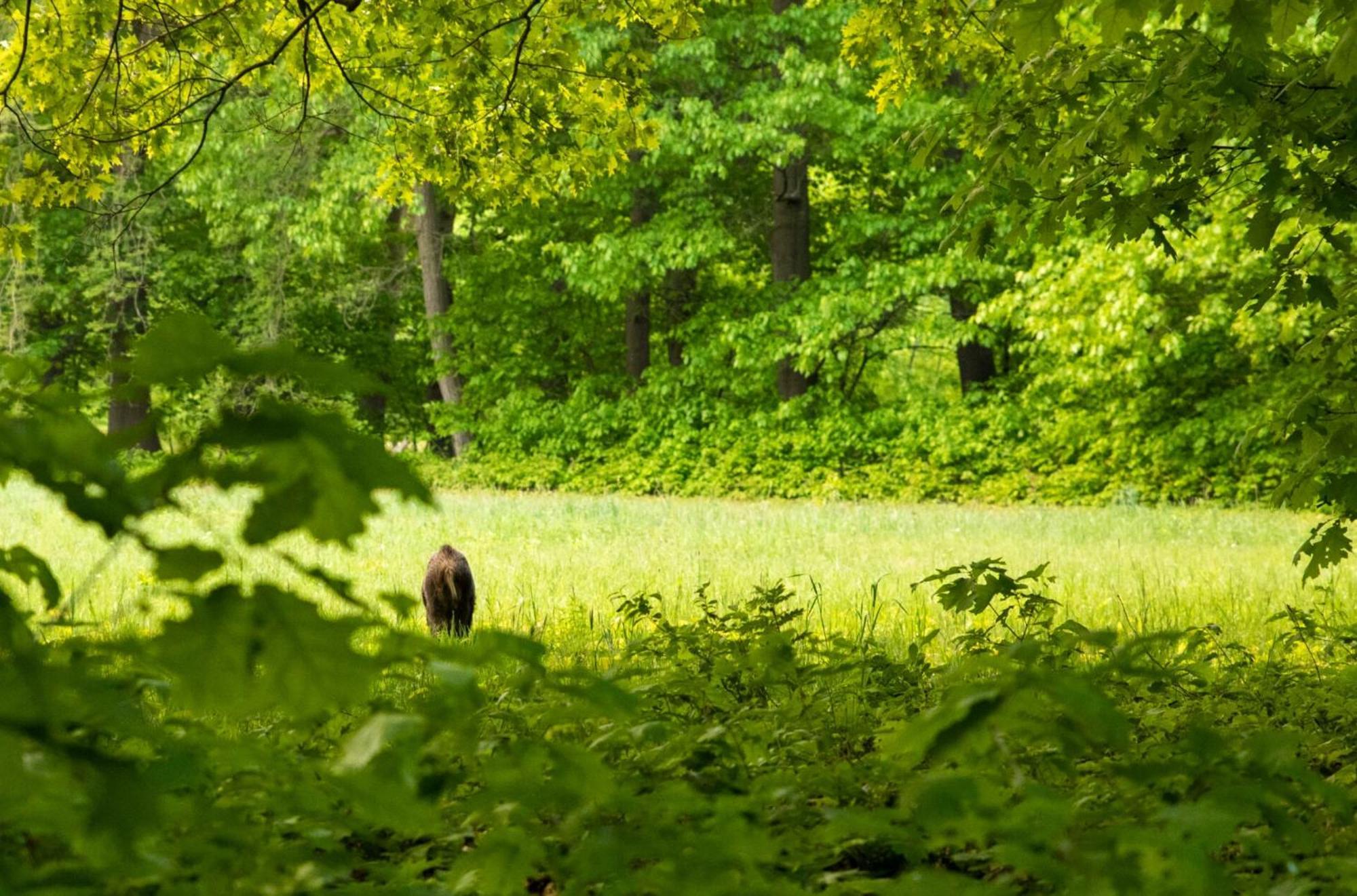 Vakantiewoning Heidebos In Het Nationaal Park Hoge Kempen Opglabbeek Kültér fotó