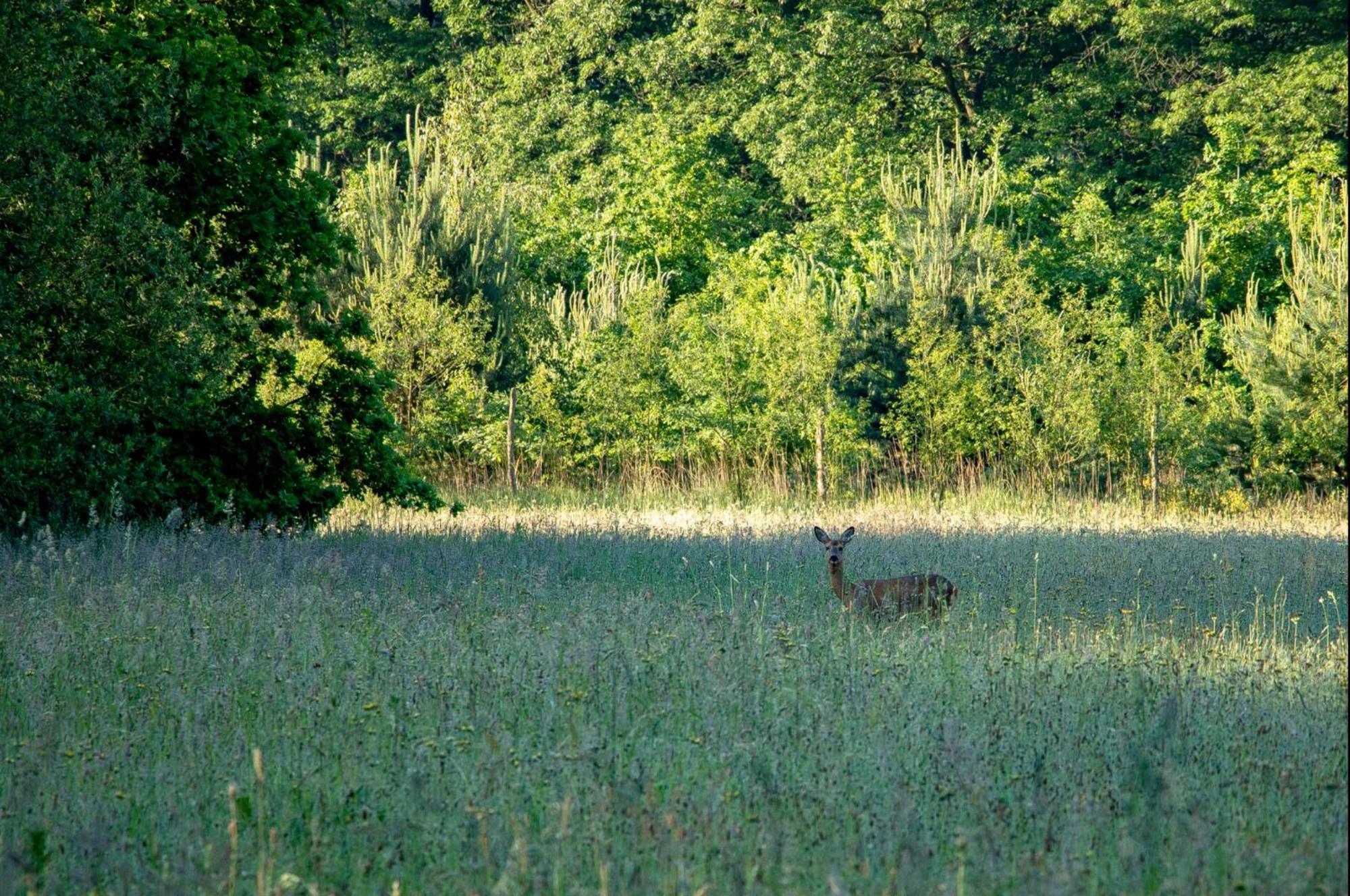 Vakantiewoning Heidebos In Het Nationaal Park Hoge Kempen Opglabbeek Kültér fotó