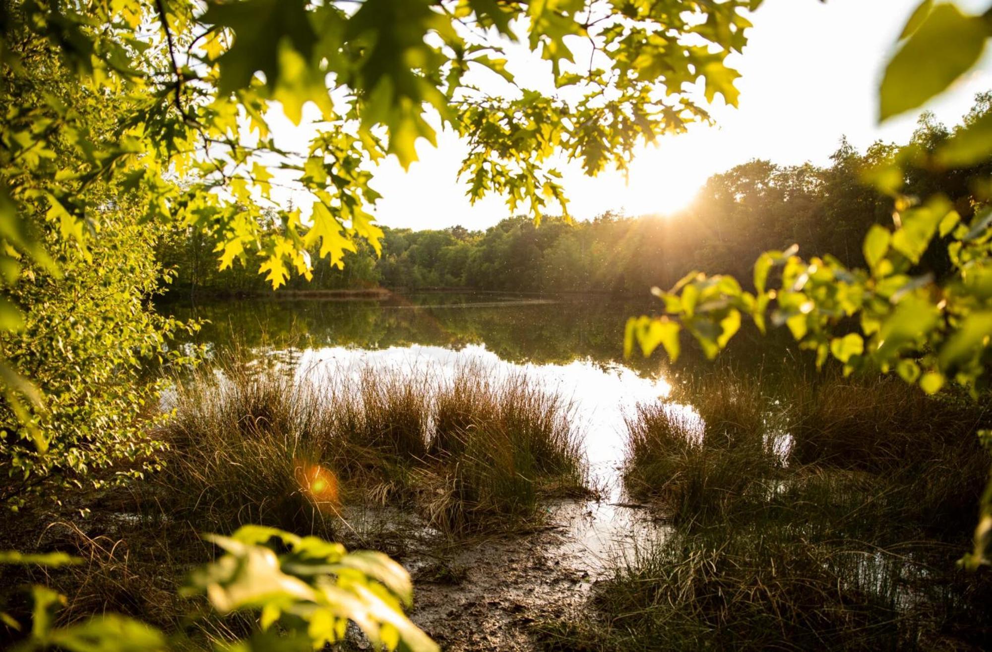 Vakantiewoning Heidebos In Het Nationaal Park Hoge Kempen Opglabbeek Kültér fotó